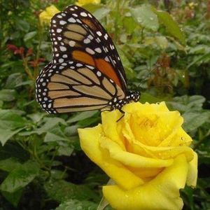 Meet your Posher, Edna